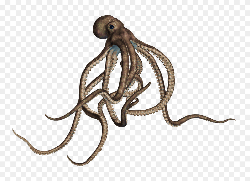 Octopus Large Grey, Animal, Sea Life, Invertebrate, Reptile Png Image