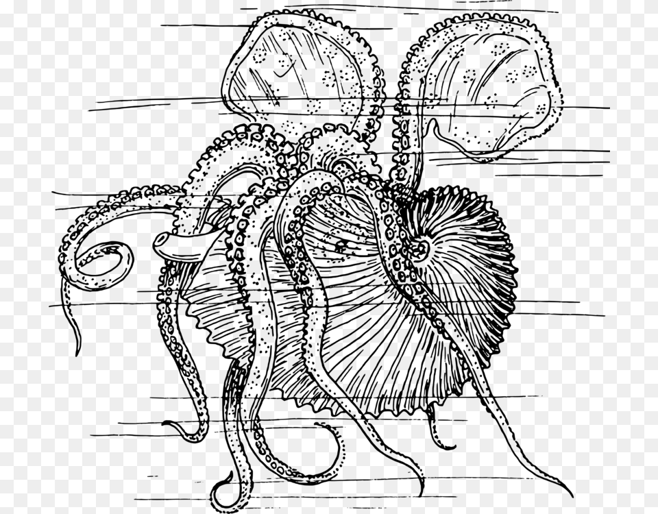 Octopus Nautilidae Squid Drawing Cephalopod Nautilus, Gray Png Image