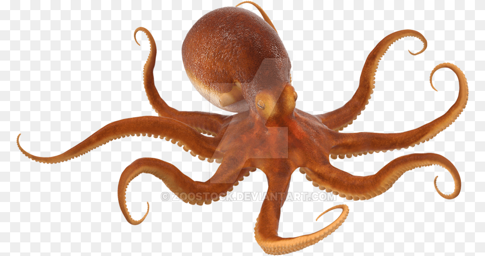 Octopus No Background Octopus, Animal, Sea Life, Invertebrate, Dinosaur Free Transparent Png