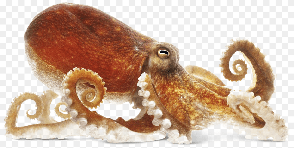 Octopus Octopus, Animal, Sea Life, Invertebrate Free Png Download