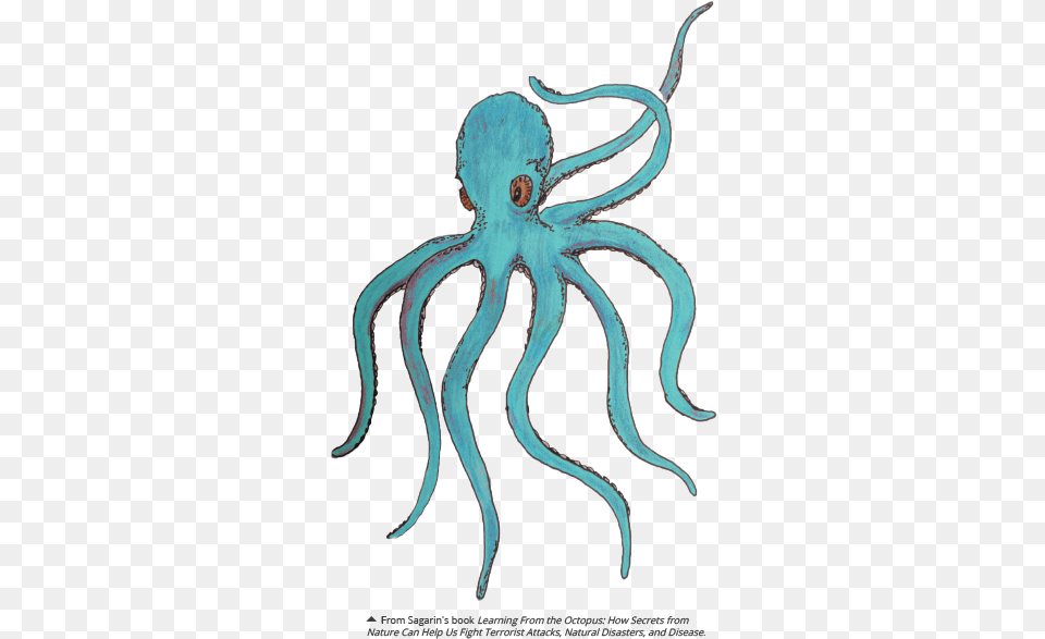 Octopus Octopus, Animal, Sea Life, Invertebrate, Bow Png Image