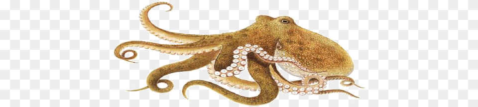 Octopus Photo Octopus, Animal, Invertebrate, Reptile, Sea Life Free Png