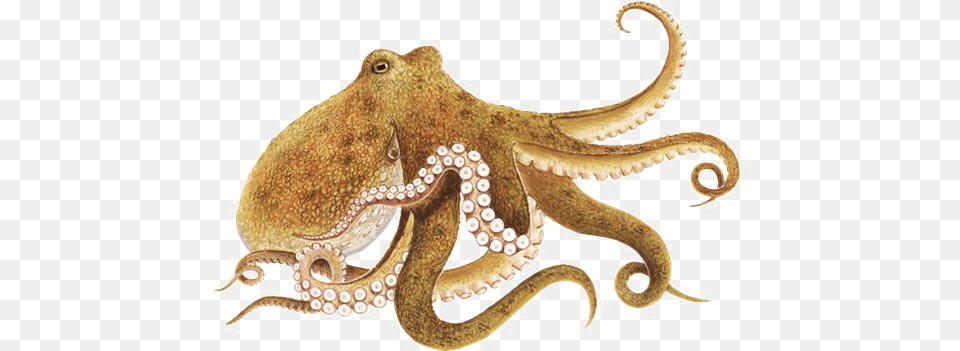 Octopus Picture Octopus, Animal, Invertebrate, Sea Life, Reptile Free Transparent Png