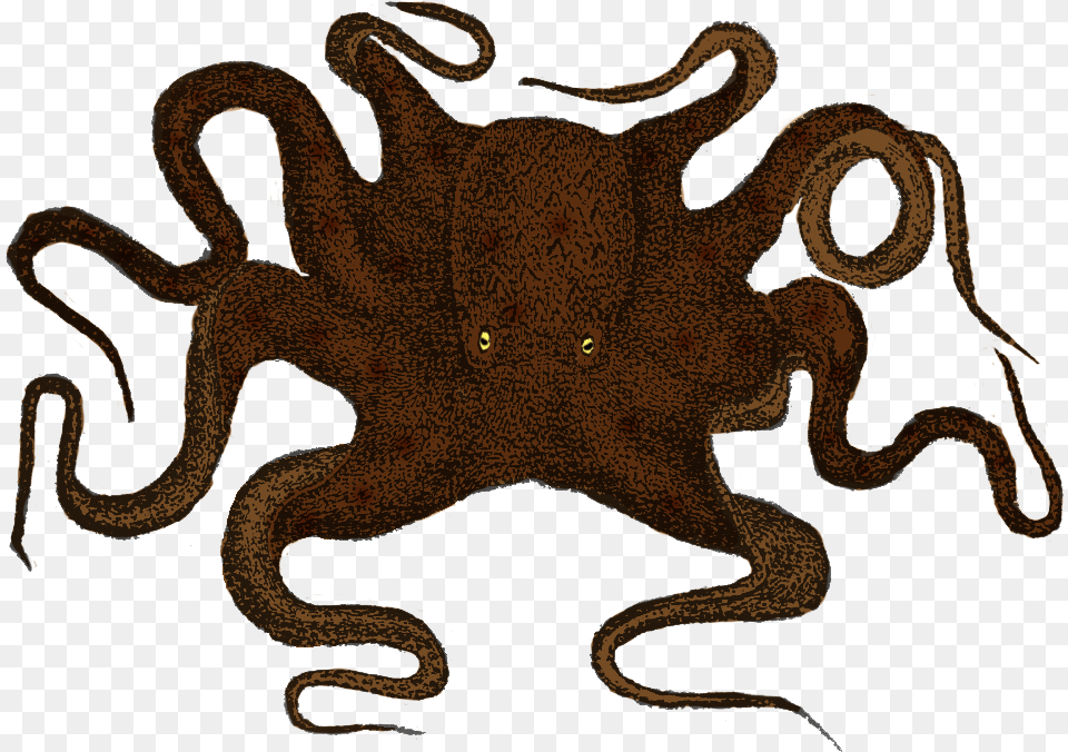 Octopus Profile, Animal, Reptile, Snake, Sea Life Free Png
