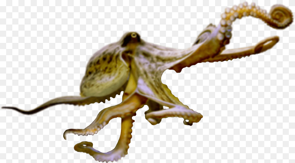 Octopus Sealife Terrieasterly Octopus, Animal, Sea Life, Invertebrate, Plant Png