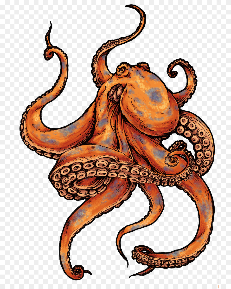 Octopus Tattoos Designs And Pictures Tattoo Octopus, Animal, Sea Life, Invertebrate, Wedding Png