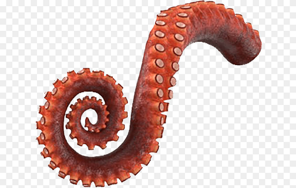 Octopus Tentacle, Animal, Sea Life, Invertebrate Free Png Download