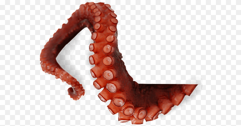 Octopus Tentacles, Animal, Sea Life, Invertebrate Free Png Download