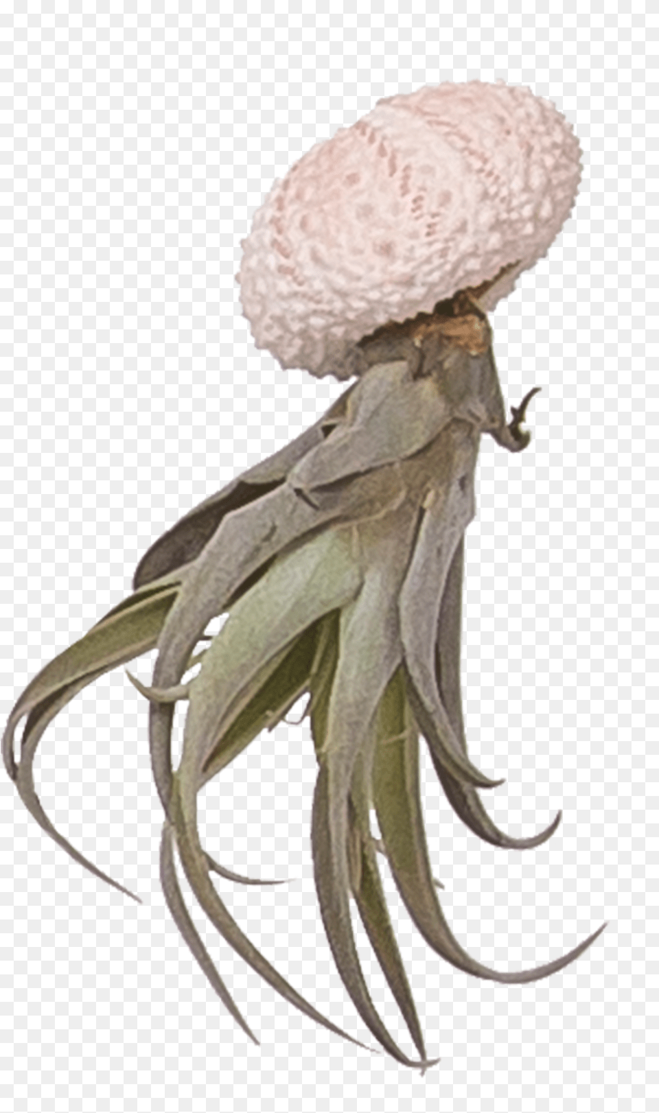 Octopus Tentacles, Flower, Plant, Animal, Sea Life Free Transparent Png