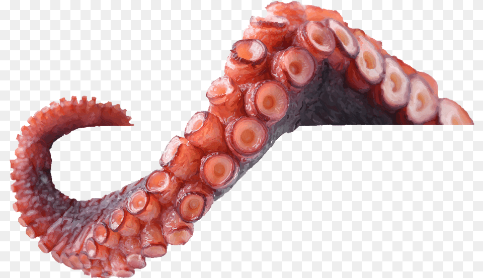 Octopus Tentacles, Animal, Invertebrate, Sea Life Free Png Download