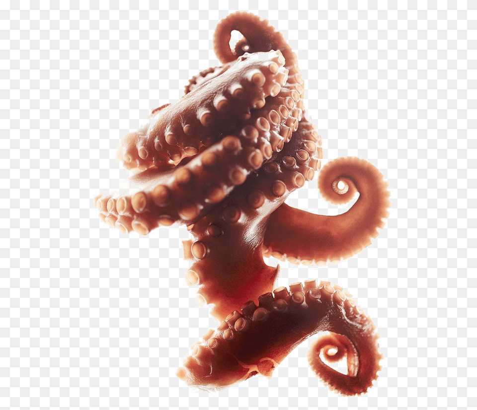 Octopus Tentacles Clipart Octopus Tentacles Curled, Animal, Invertebrate, Sea Life, Baby Png Image