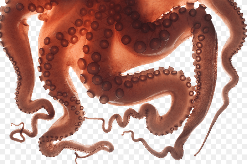 Octopus Tentacles Freetoedit Insensitive Memes, Animal, Sea Life, Invertebrate, Dinosaur Free Transparent Png