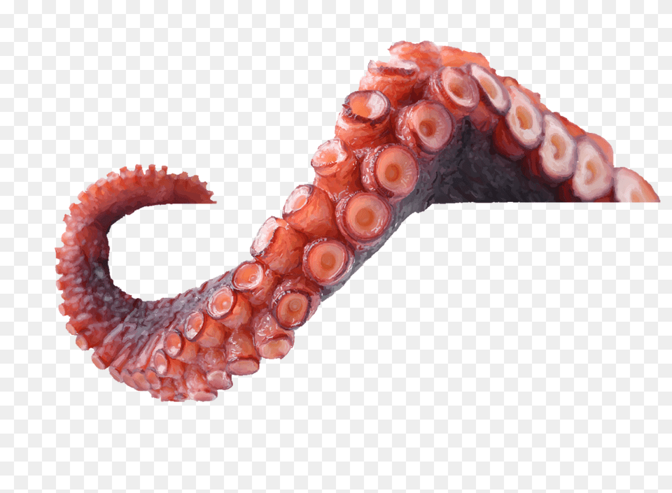 Octopus Tentacles Photo Octopus Tentacle, Animal, Invertebrate, Sea Life Free Transparent Png