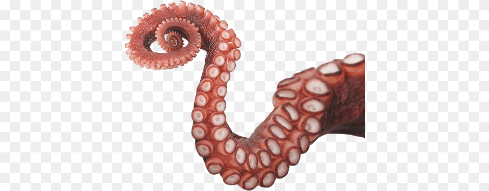 Octopus Tentacles Photos Octopus Tentacles, Animal, Invertebrate, Sea Life Free Transparent Png