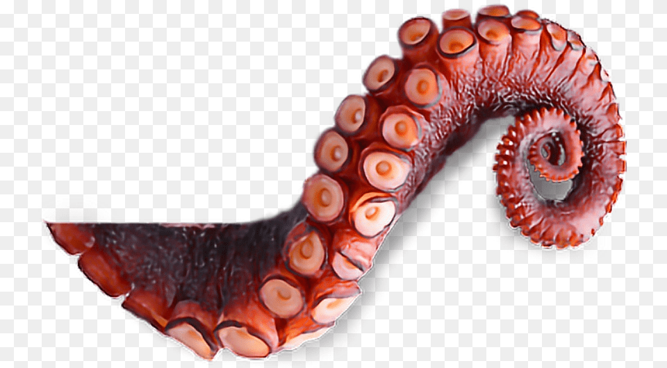 Octopus Tentacles Transparent Octopus Tentacles, Animal, Sea Life, Invertebrate Png Image
