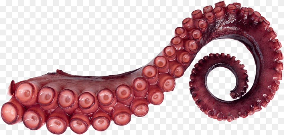 Octopus Tentaculo De Pulpo, Animal, Invertebrate, Sea Life Free Transparent Png