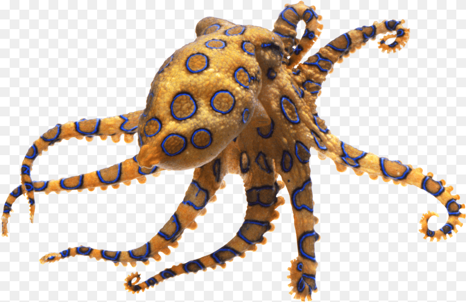 Octopus Blue Ringed Octopus, Animal, Invertebrate, Sea Life, Dinosaur Free Transparent Png