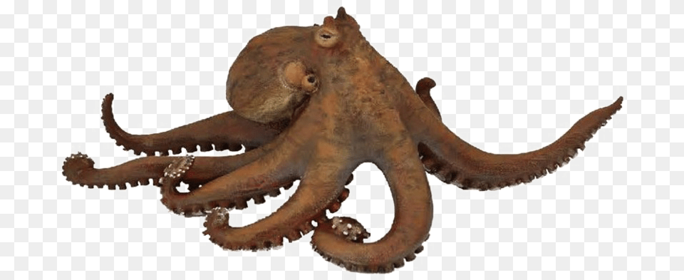 Octopus Transparent Picture Octopus Papo, Animal, Sea Life, Invertebrate, Dinosaur Free Png