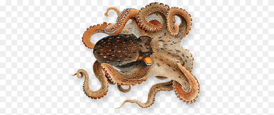 Octopus Octopus, Animal, Reptile, Sea Life, Snake Free Transparent Png