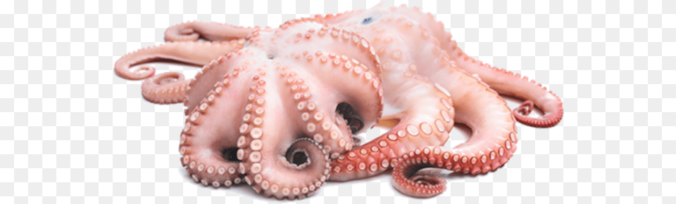 Octopus Vector Hd Free Octopus, Animal, Sea Life, Invertebrate Png