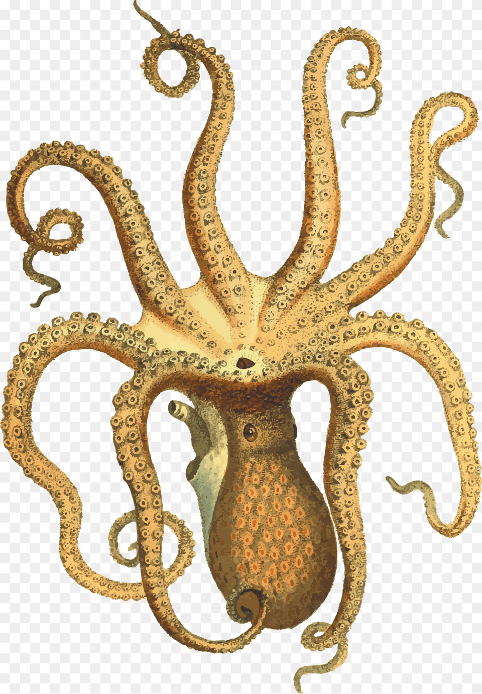 Octopus Vintage, Animal, Sea Life, Invertebrate, Reptile Png Image
