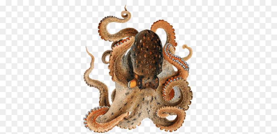 Octopus With Crown Gif, Animal, Sea Life, Invertebrate, Reptile Free Transparent Png