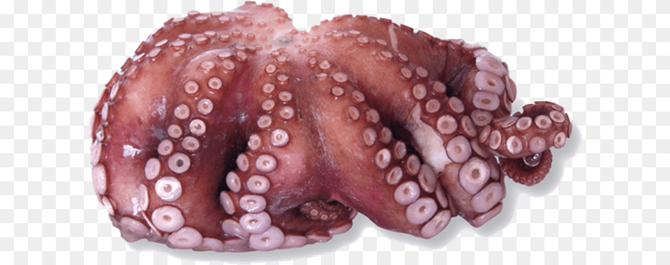 Octopuses Octopus, Animal, Birthday Cake, Cake, Cream Free Png Download