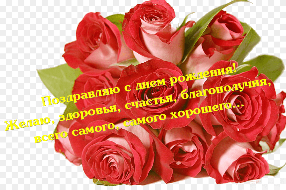 Odnoklassniki Gifki S Dnem Rozhdeniya Svetlana Ivanovna Roses, Art, Plant, Graphics, Flower Bouquet Png
