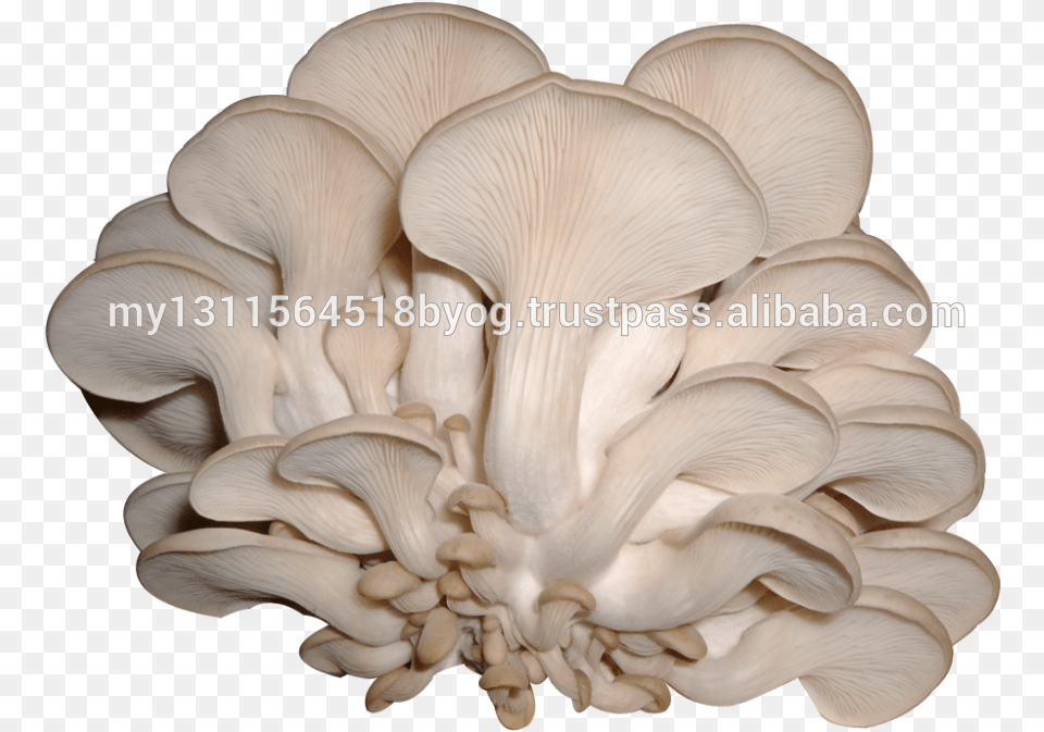 Oem Mushroom Chips 100 Fresh Real Mushroom Fruit Original Sconce, Fungus, Plant, Agaric, Amanita Free Png