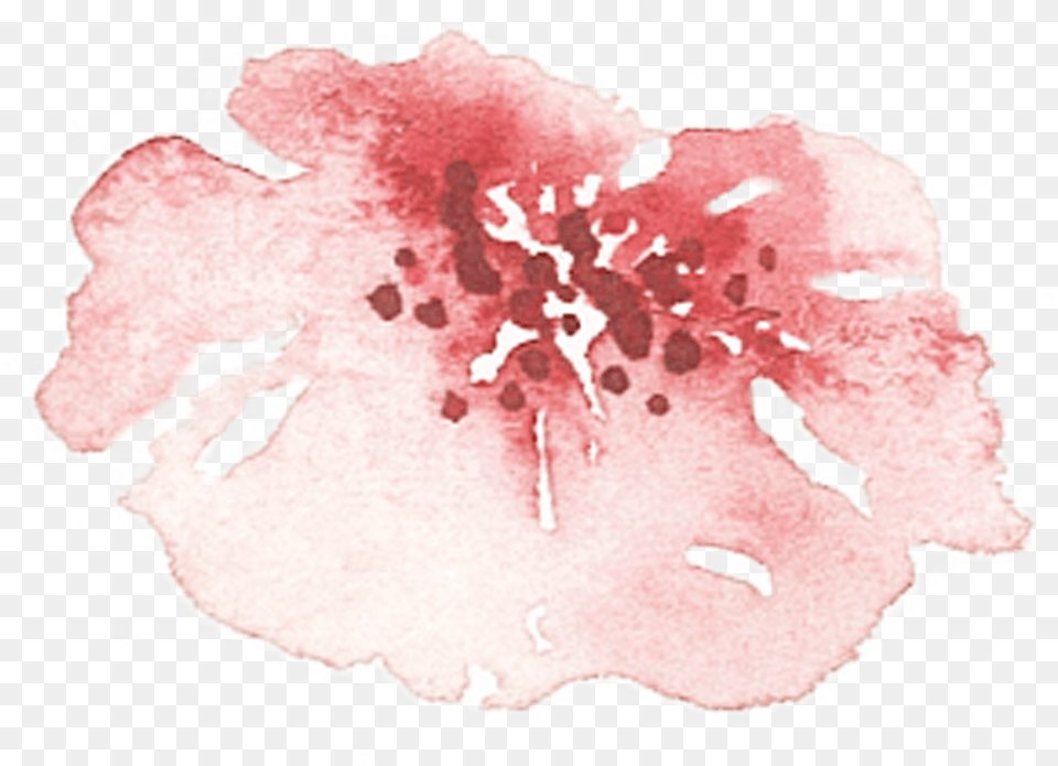 Of A Friends Wedding In The Summer Of Cherry Blossom, Flower, Petal, Plant, Stain Png Image