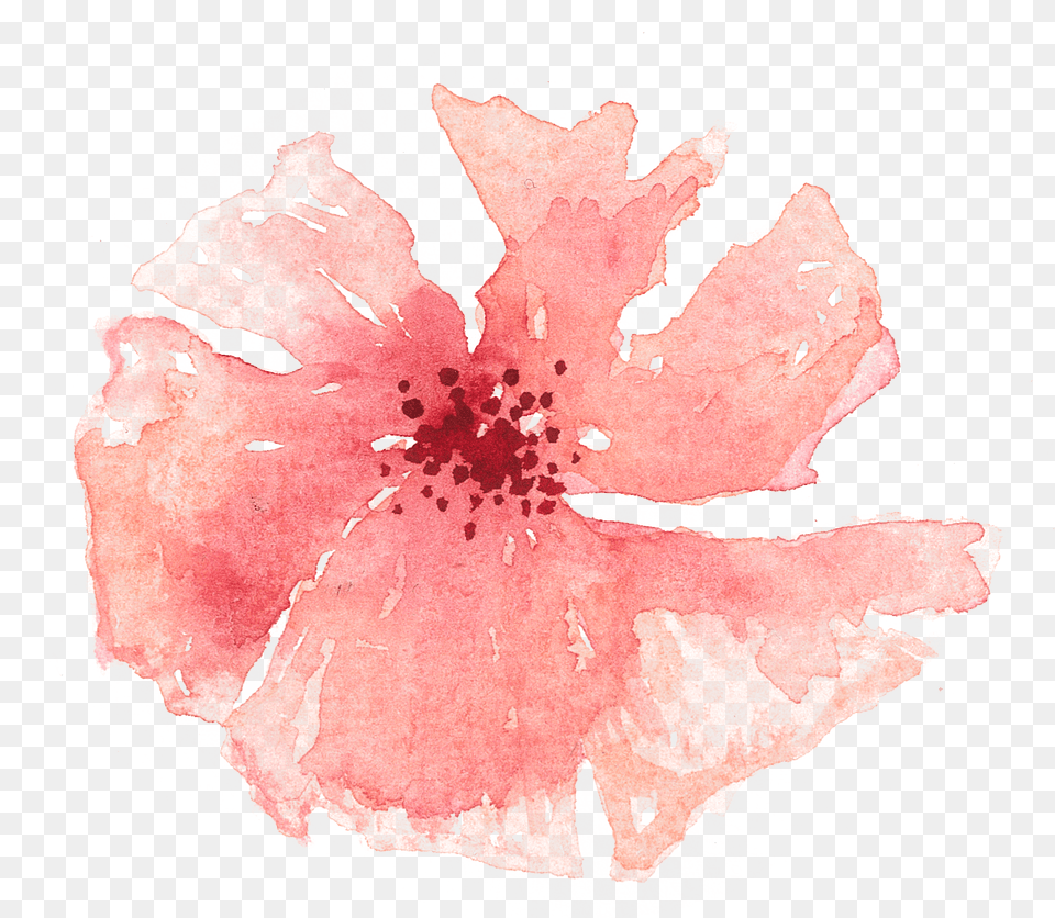 Of A Friends Wedding In The Summer Of Chinese Hibiscus, Flower, Petal, Plant, Person Png Image
