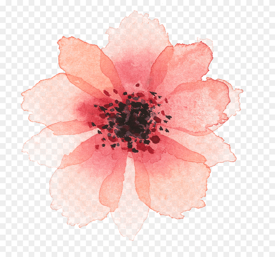 Of A Friends Wedding In The Summer Of Rosa Canina, Anemone, Flower, Petal, Plant Free Png
