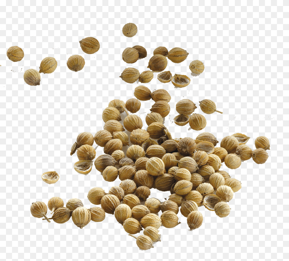 Of A Seed Coriander Seeds Transparent Background, Animal, Clam, Food, Invertebrate Png Image