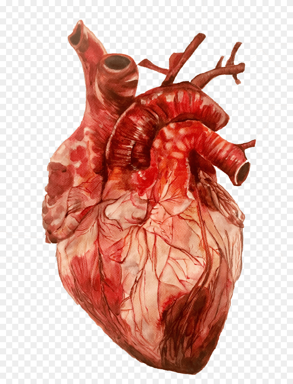Of Anatomical Heart Study Human Heart Images Hd Free Transparent Png