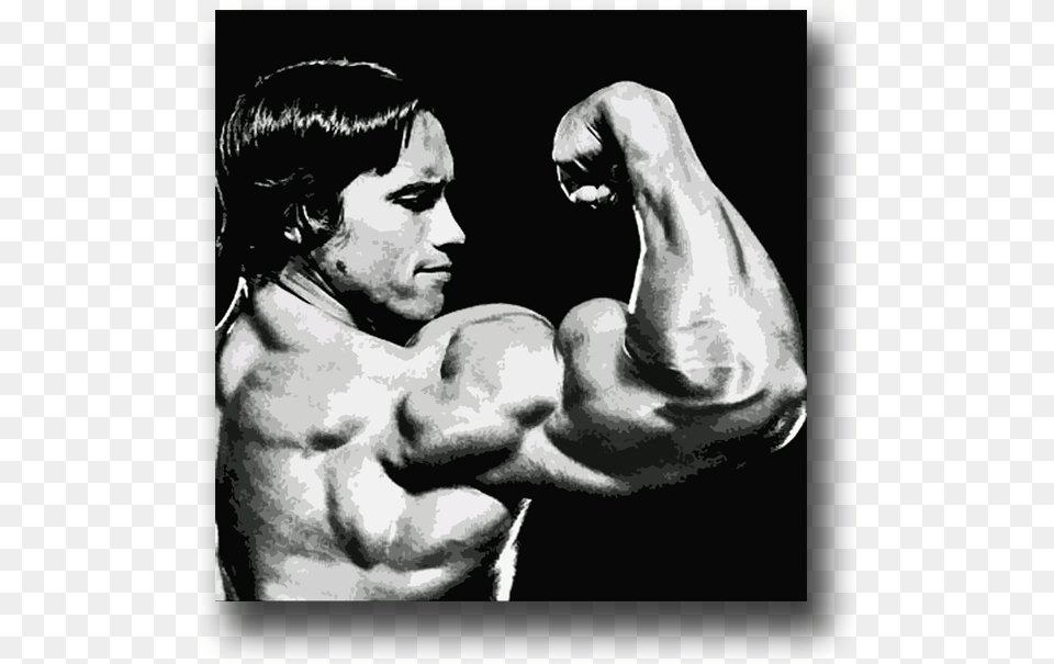 Of Arnold Schwarzenegger Arnold Schwarzenegger Mister Muscle, Adult, Male, Man, Person Png