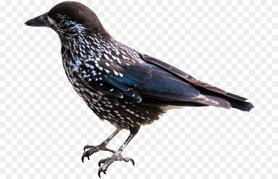 Of Birds Picture Starling, Animal, Beak, Bird, Blackbird Free Png Download