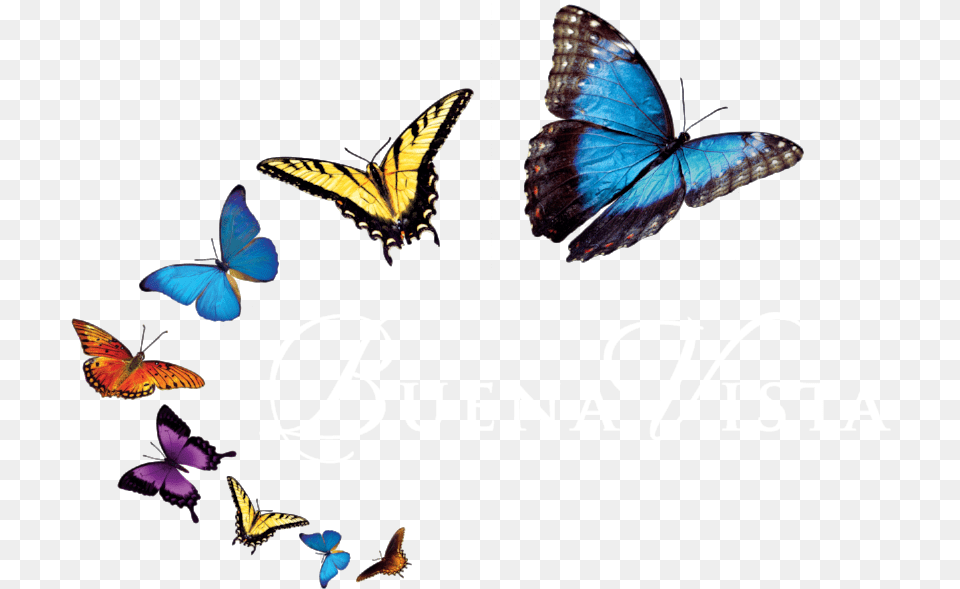 Of Butterfly Mariposas, Animal, Bird, Insect, Invertebrate Png Image