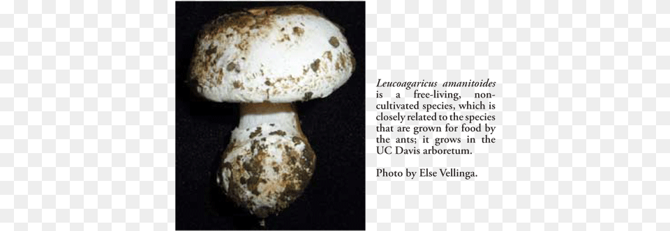 Of Course Only A Small Set Of Enzymes Have Been Tested Leucoagaricus Gongylophorus, Fungus, Plant, Mushroom, Agaric Png Image