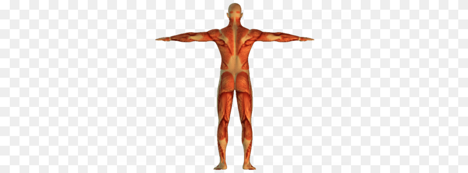 Of Course The Movement Of The Skeletal Muscles Is Skeleton With Muscles, Symbol, Cross, Adult, Person Free Png Download