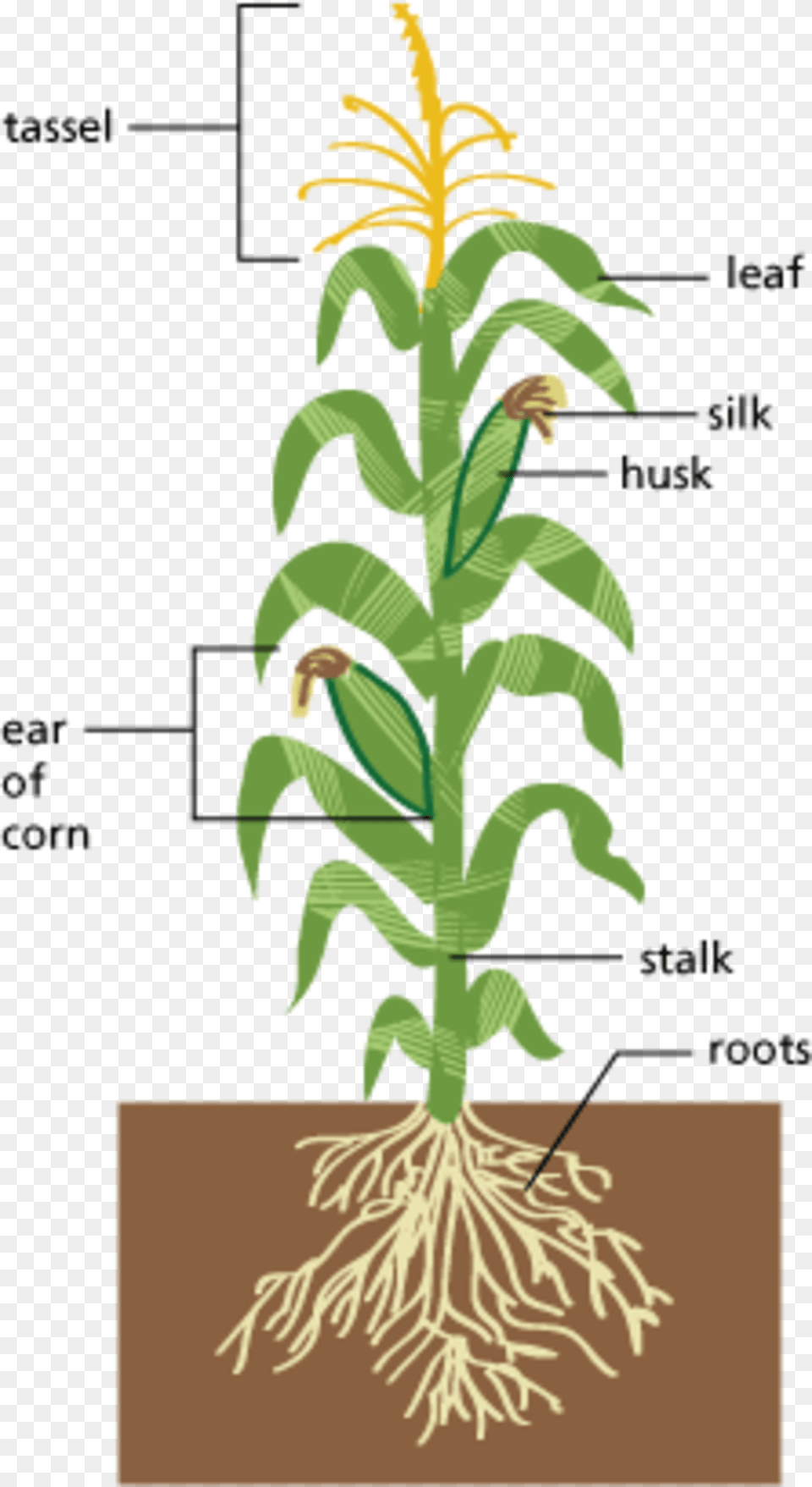Of Edible Parts Of A Plant Diagram Large Size Parts Of A Corn Plant Diagram, Leaf, Fern, Grass, Person Free Png