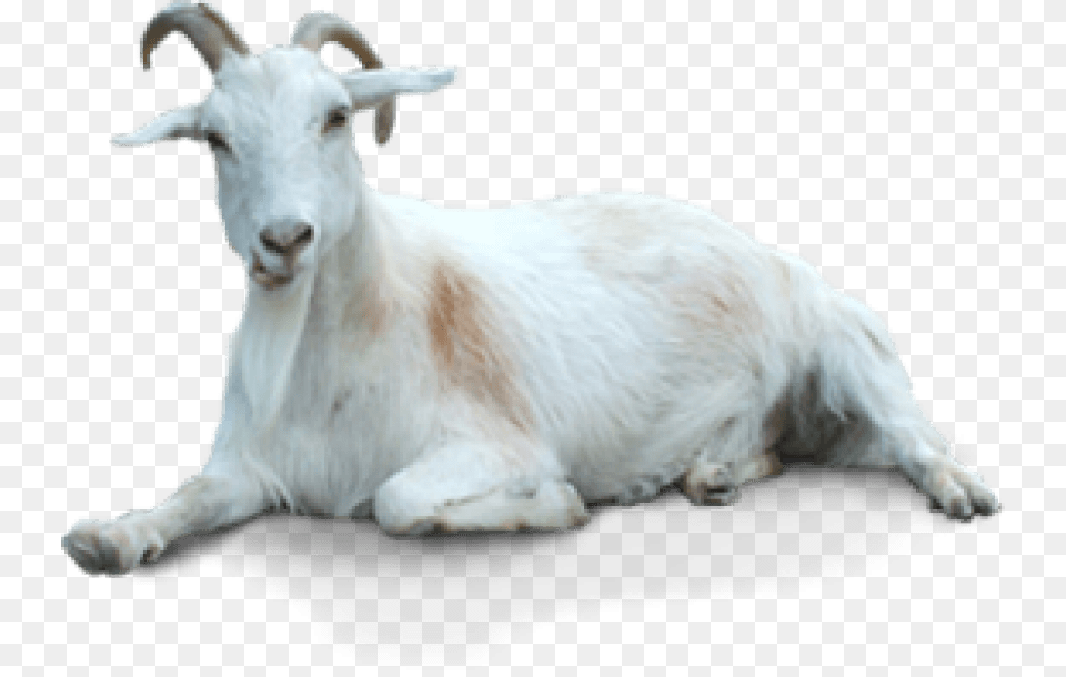 Of Goat Transparent Background Goat, Livestock, Animal, Mammal, Sheep Png