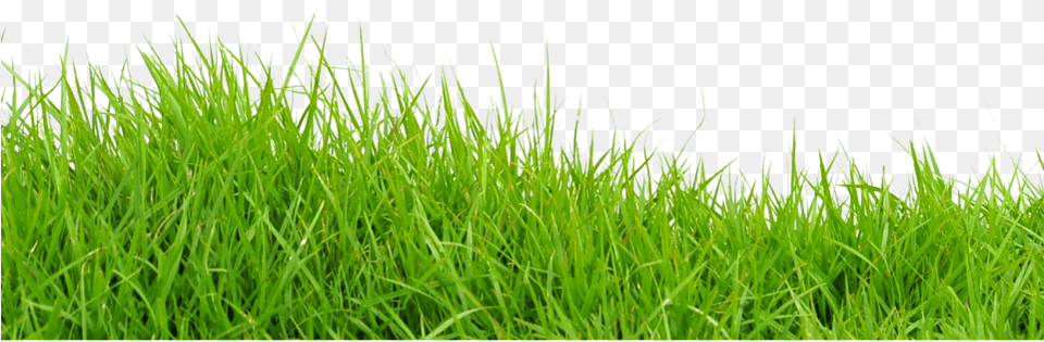 Of His Neighbors Asking Do You Need Your Lawn Mowed Grass For Photoshop, Plant, Vegetation, Field Free Png