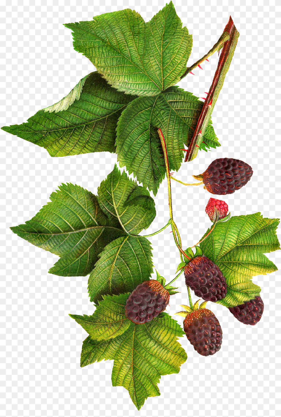 Of Homemade Blackberry Jam Blackberry Botanical Drawing, Berry, Food, Fruit, Leaf Free Transparent Png