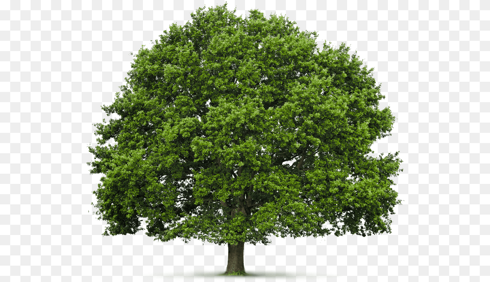Of Irelandquots Surface Was Once Covered With Native Oak Hardwood Tree, Plant, Sycamore, Maple Png