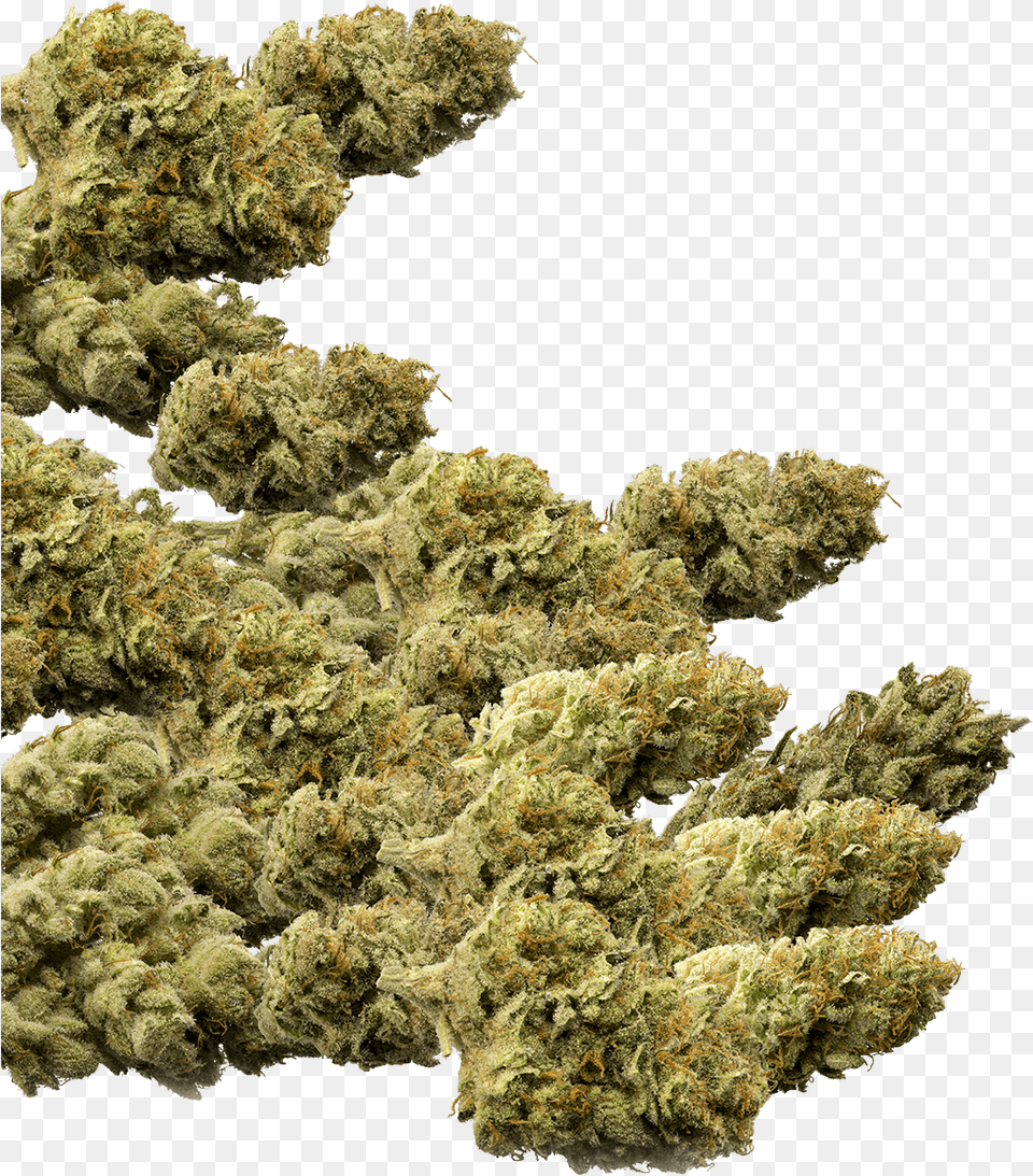 Of Marijuana Buds Group, Plant, Weed, Grass Free Png Download