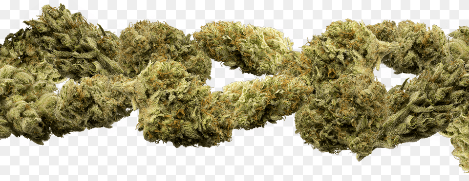 Of Marijuana Buds Group Buds Group Buds Group Medical Cannabis, Plant, Weed Free Png