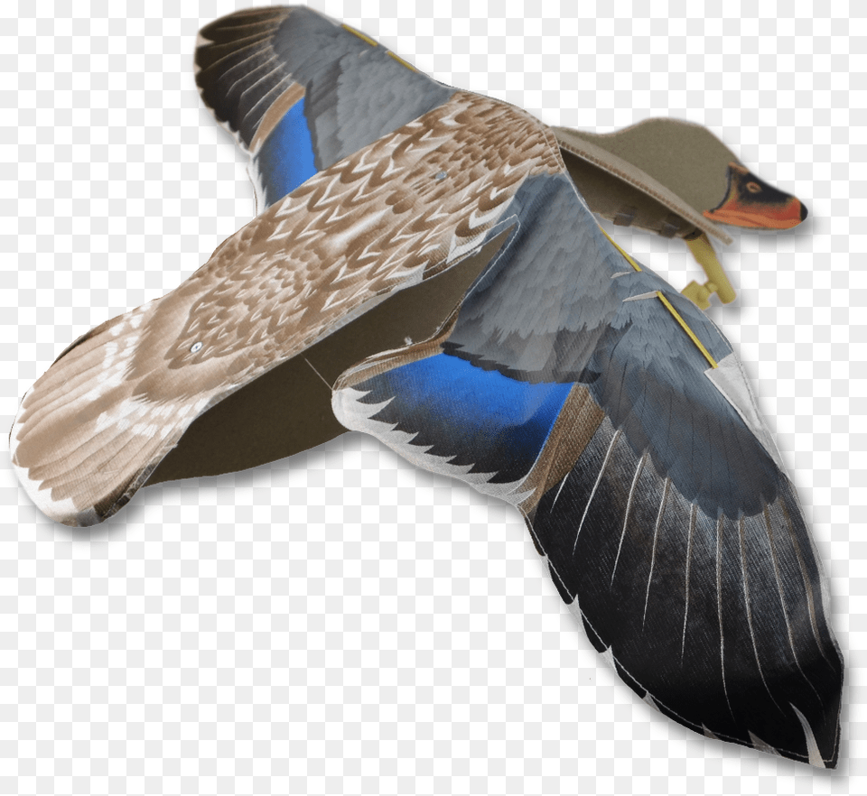 Of The Sillosocks Hen Flapper, Teal, Animal, Anseriformes, Bird Free Transparent Png