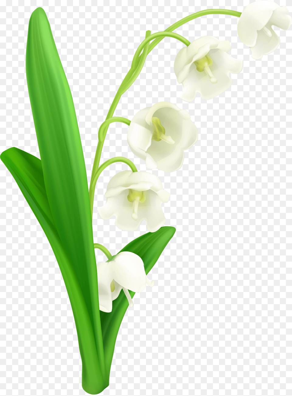 Of The Valley Lily Of The Valley, Amaryllidaceae, Flower, Plant Png