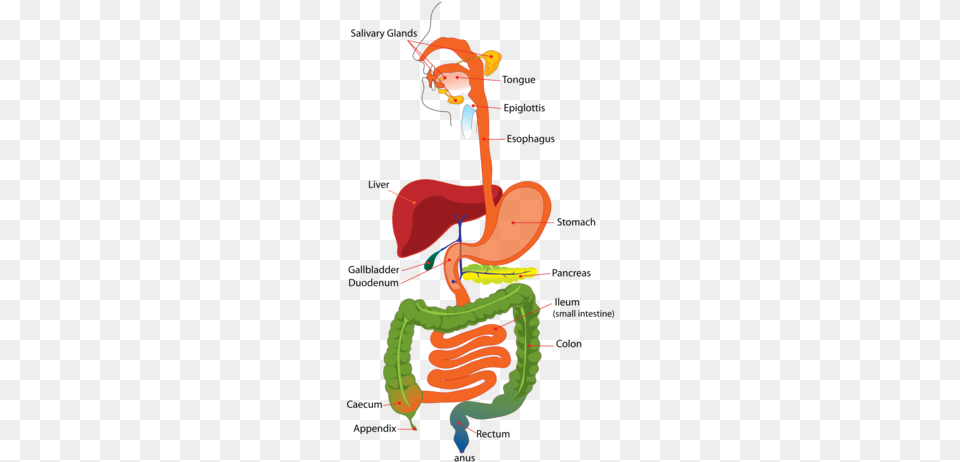 Of These Body Parts Are Removed Every Year High Resolution Digestive System, Dynamite, Weapon Png Image