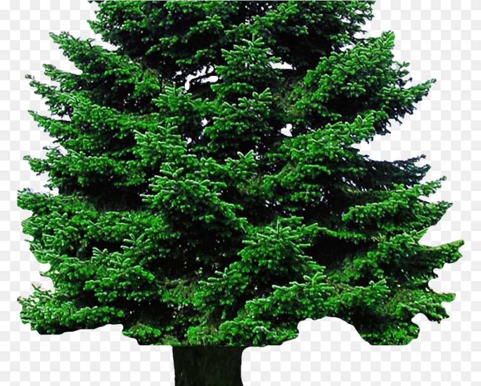 Of Tree, Fir, Pine, Plant, Green Free Transparent Png